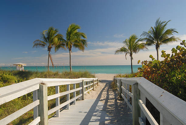 Florida beach with palm trees
